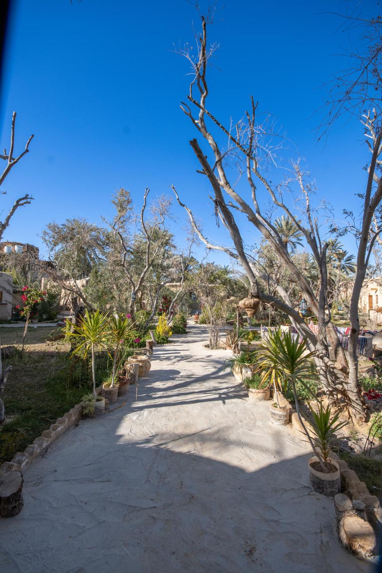 Olive Garden House Siwa Hostel Siwa Oasis Exterior photo