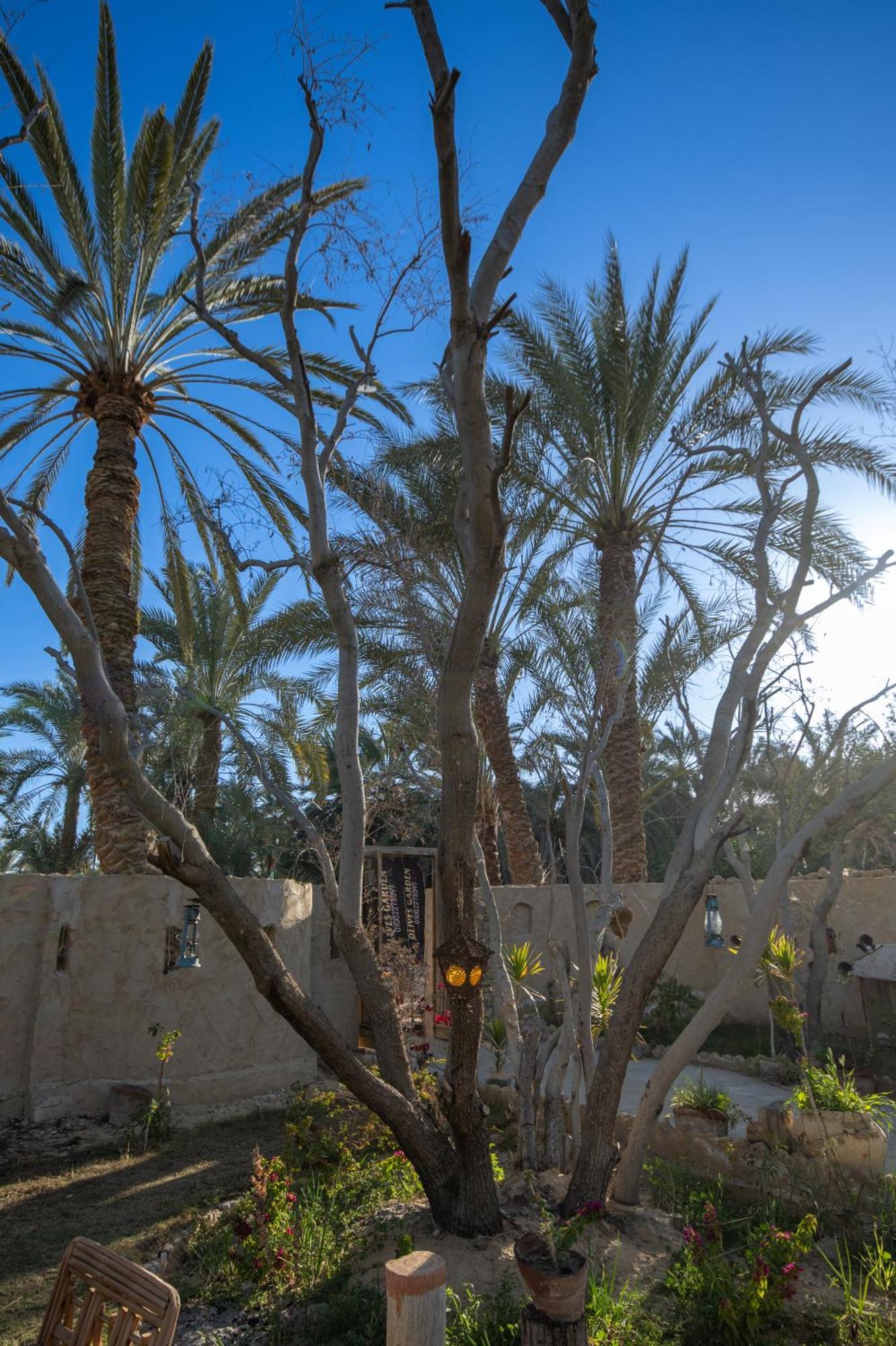 Olive Garden House Siwa Hostel Siwa Oasis Exterior photo