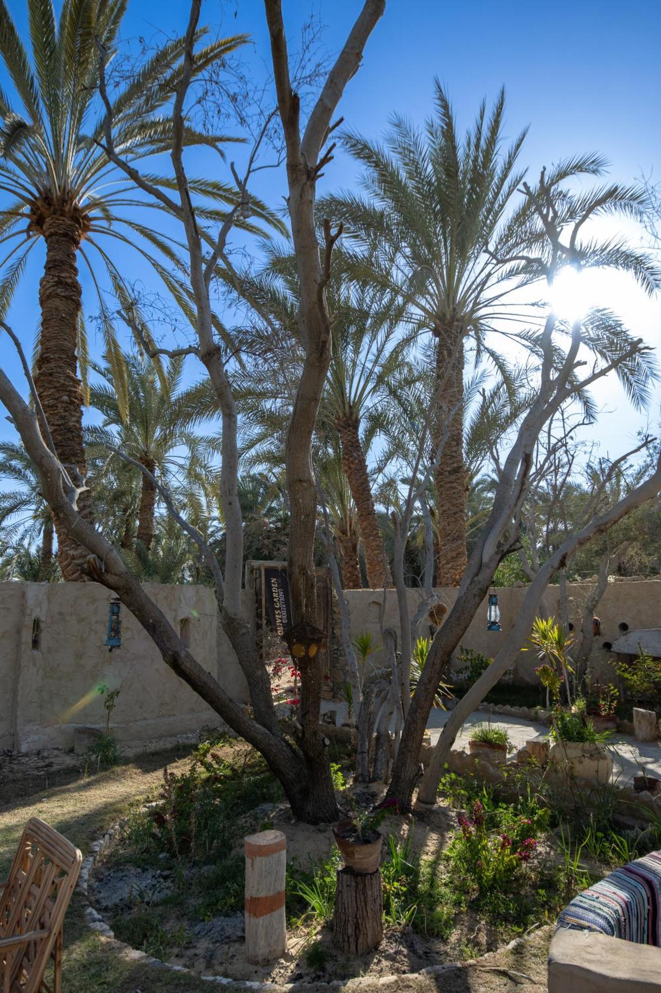 Olive Garden House Siwa Hostel Siwa Oasis Exterior photo