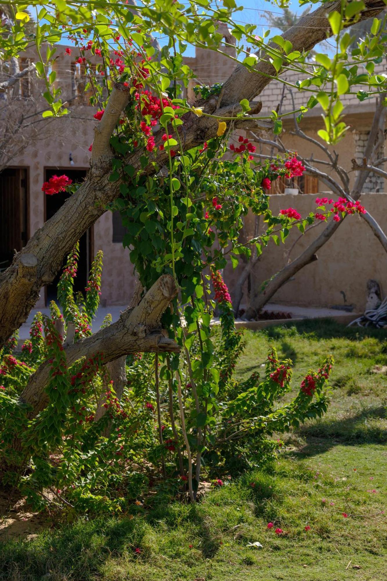 Olive Garden House Siwa Hostel Siwa Oasis Exterior photo